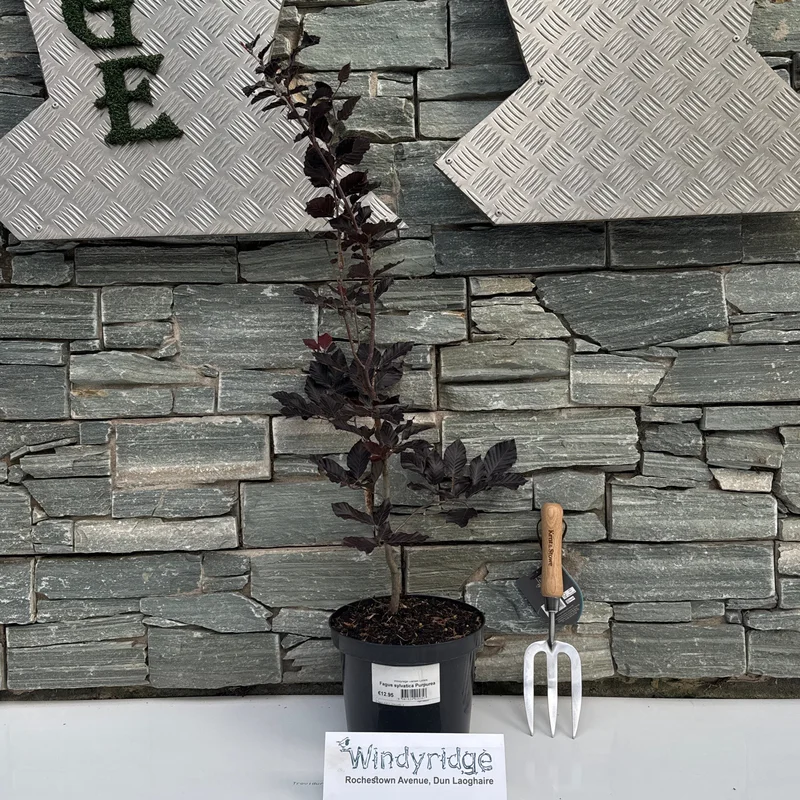 Fagus sylvatica Purpurea