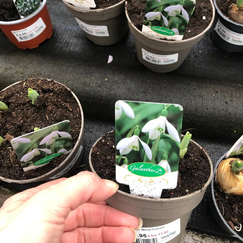Galanthus Mount EverestP10.5