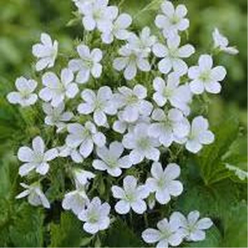 Geranium sang Alba