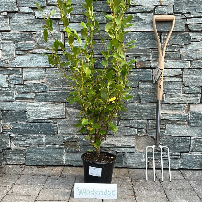 Griselinia Littoralis