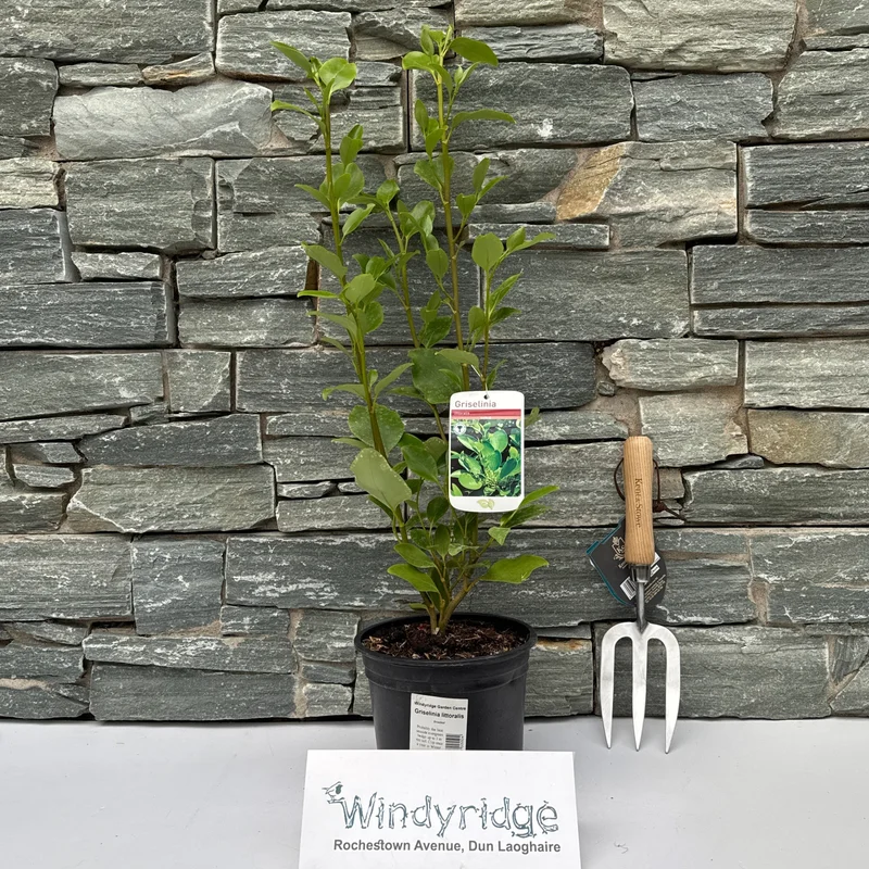 Griselinia littoralis2ltr Pot