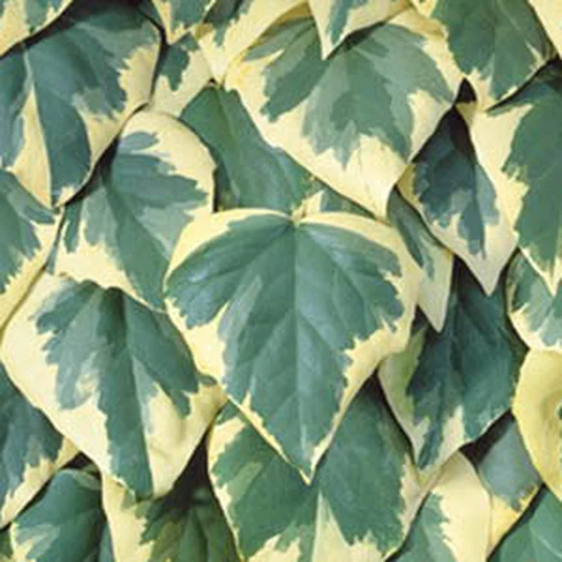 Hedera colchica dentata Variegata