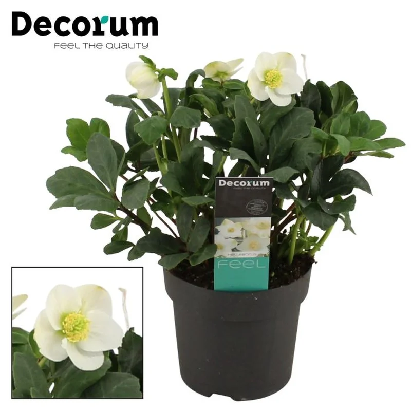 Helleborus Christmas CarolP15