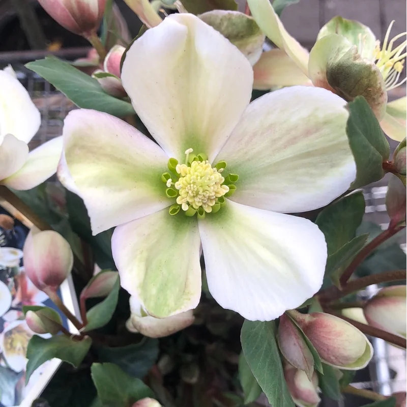 Helleborus (HGC) MalloryP15