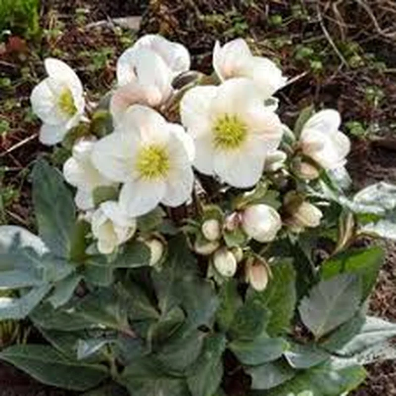 Helleborus (HGC) Snow DanceP15