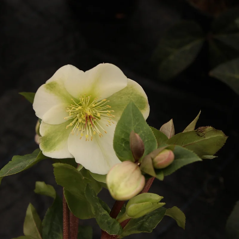 Helleborus Mollys WhiteP15