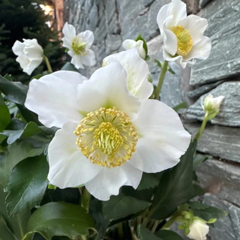 Helleborus niger Heavenly 3 Ltr pot
