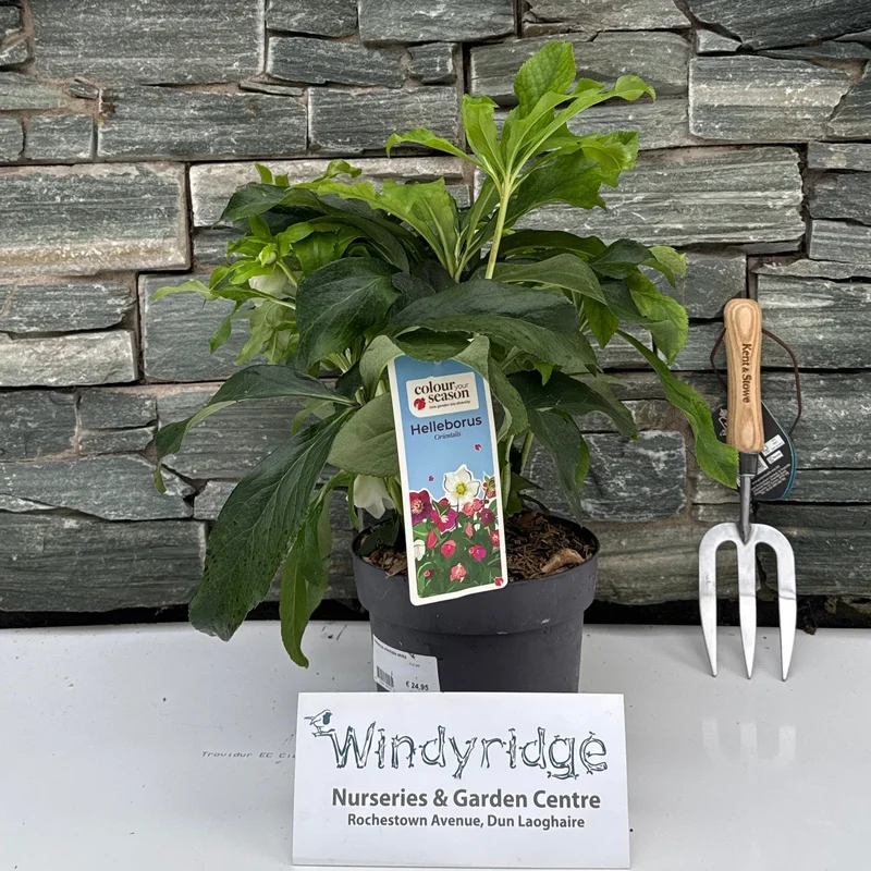 Helleborus orientalis white3 Ltr pot
