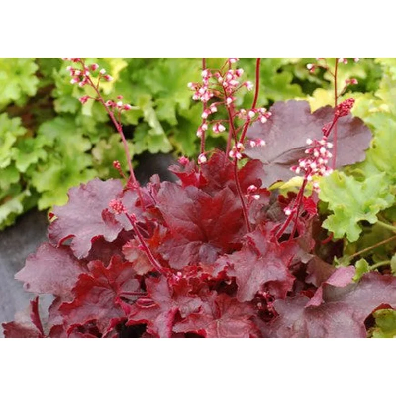 Heuchera‘Fire Chief’