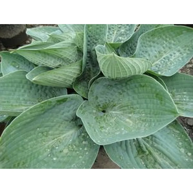 Hosta‘Big Daddy’