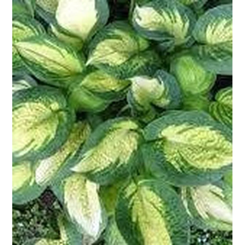 Hosta ‘Great Expectations’
