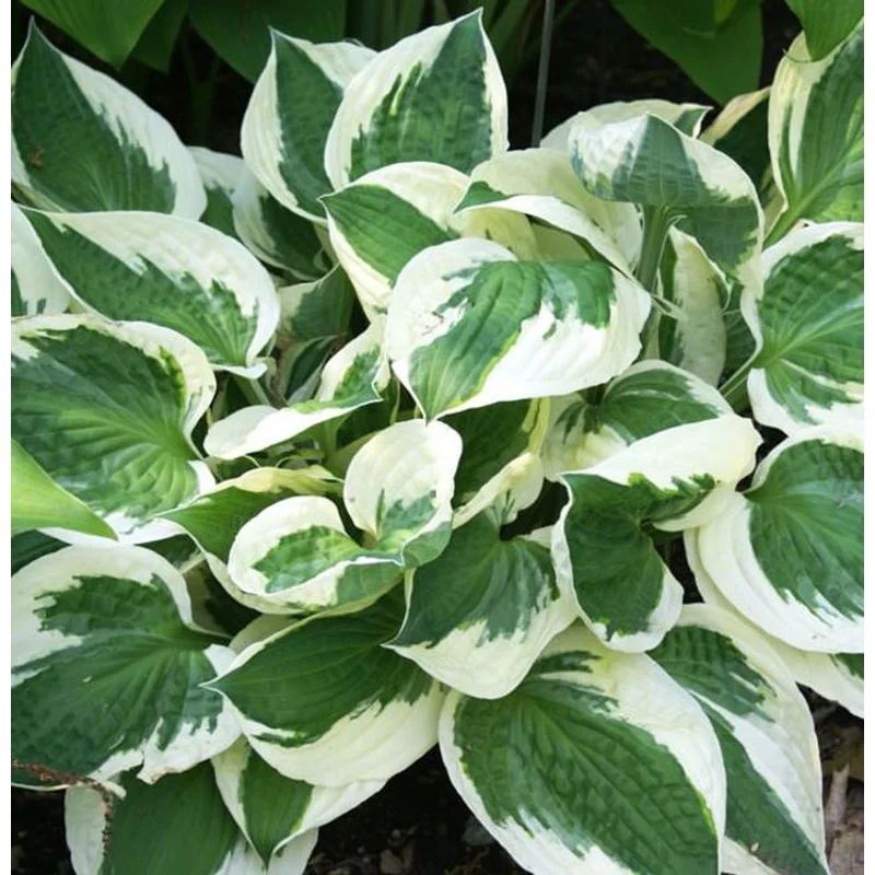 Hosta‘Patriot’