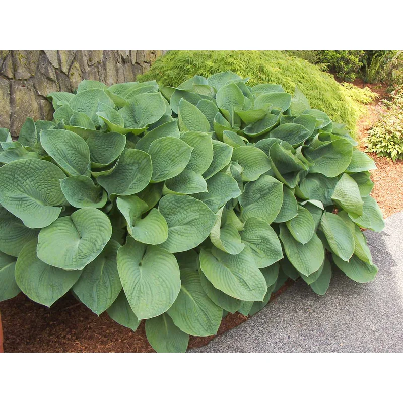 Hosta sieboldiana ‘Elegans’