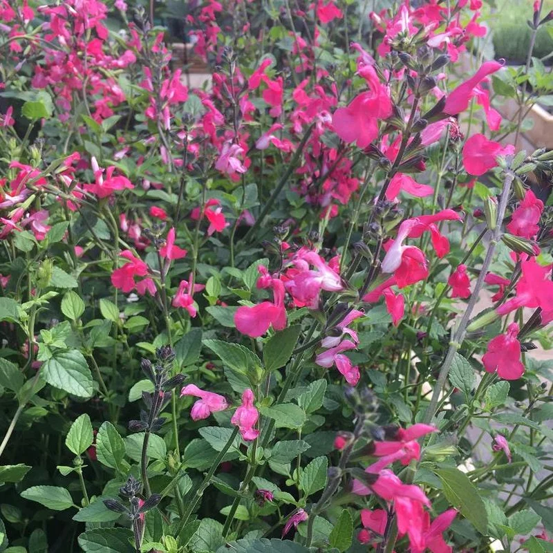 Hot Lips Sage Salvia Microphylla Pink Lips (2Ltr Pot)