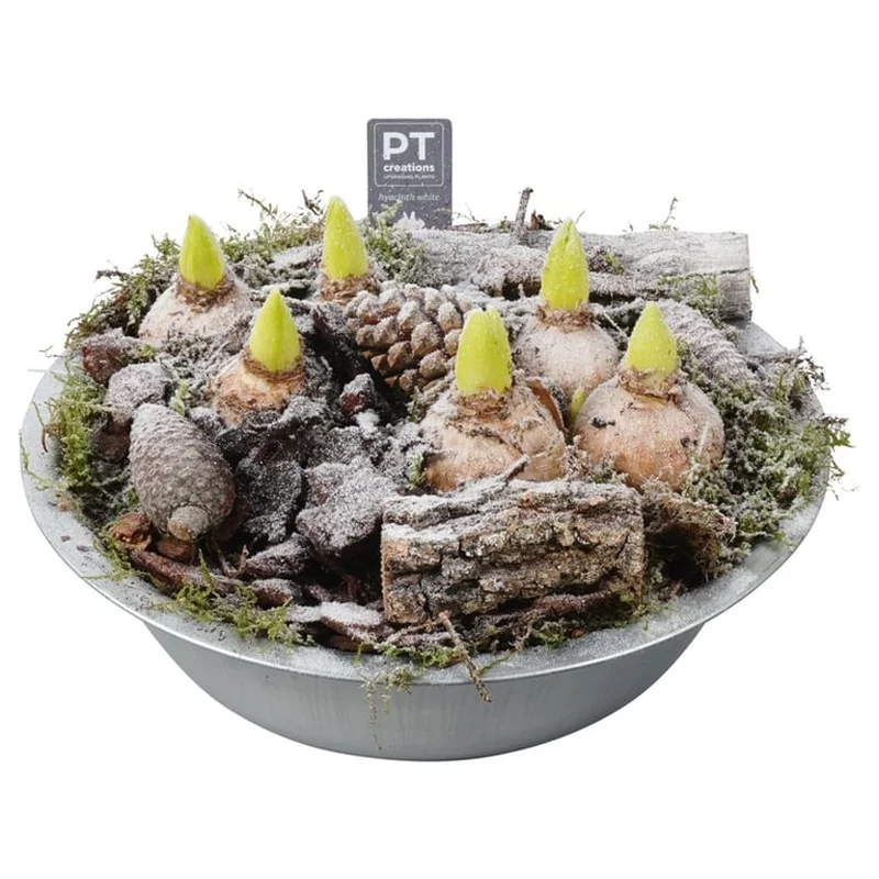Hyacinth arrangement8415