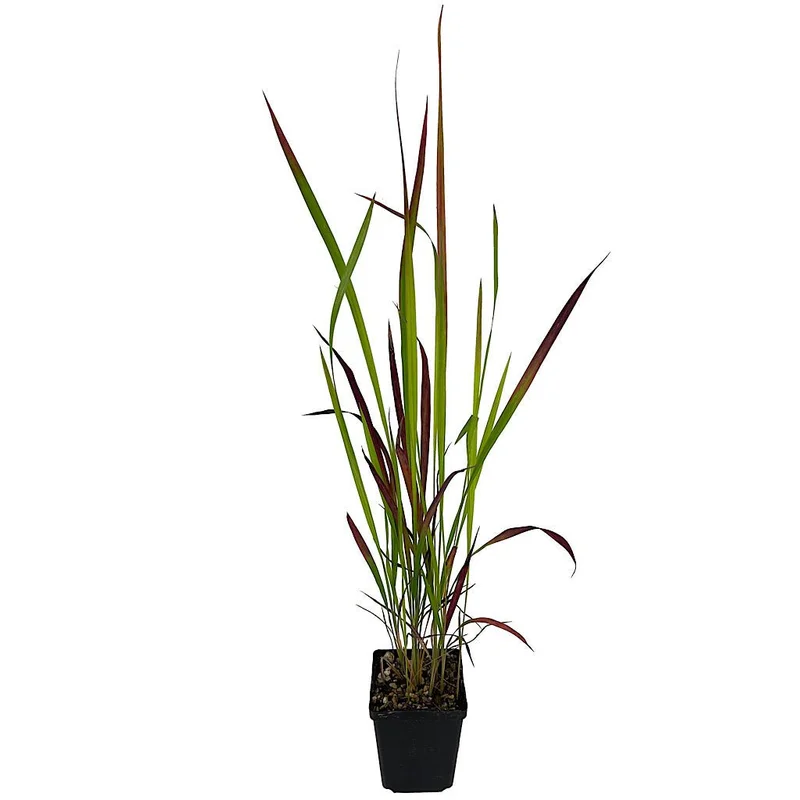 Imperata cylindrica ‘Red Baron’