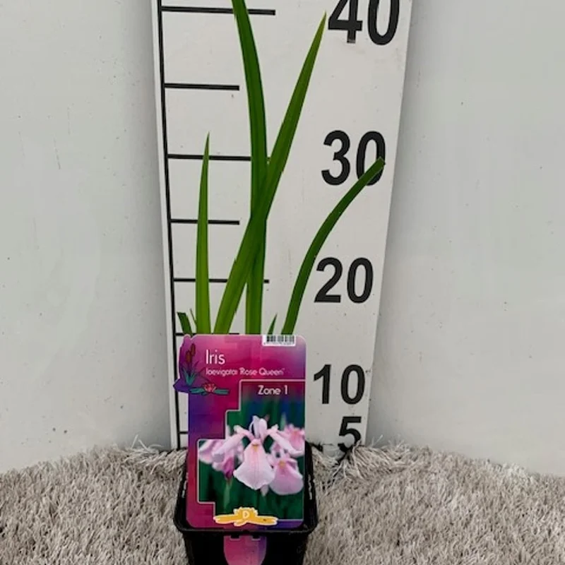 Iris laevigata Rose QueenP9