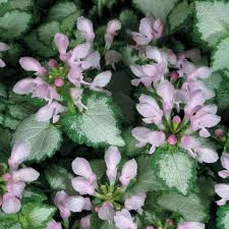 LAMIUM Pink Chablis