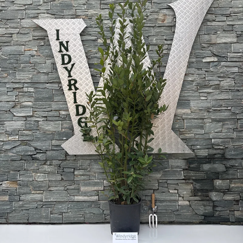 LAURUS NOBILIS CLT 18 H 175 – 200 CM