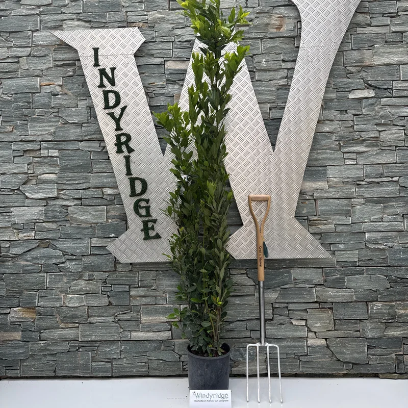 LAURUS NOBILISCLT 10 / 12H 125 – 150 CM