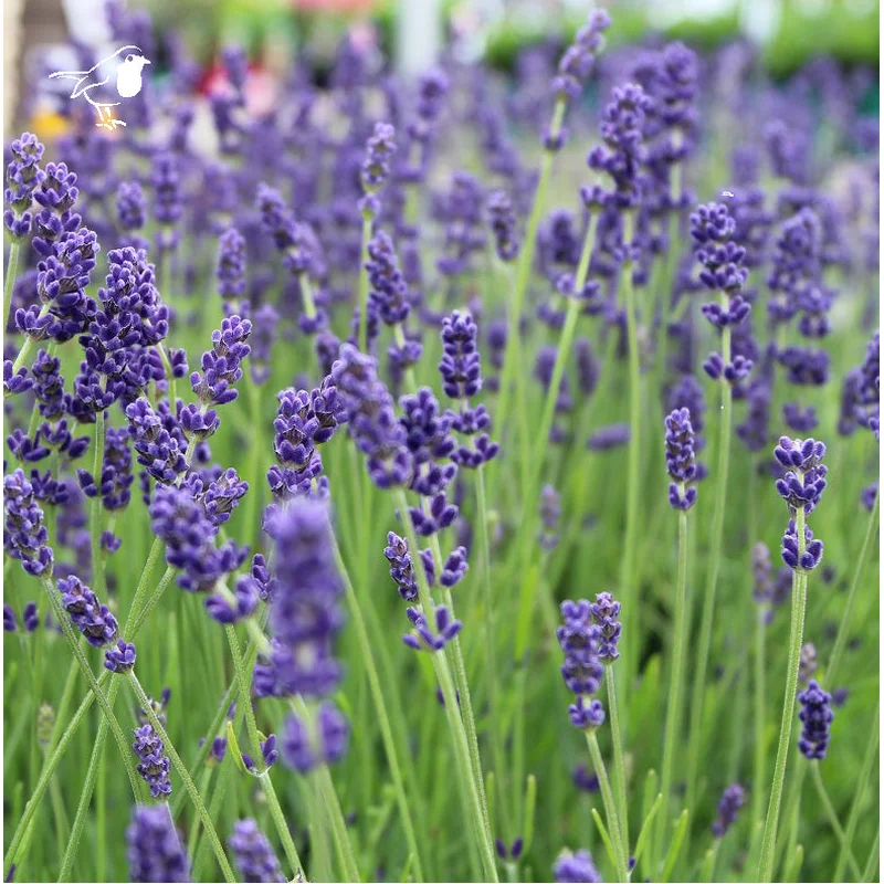 LAVANDULA ang. VERA
