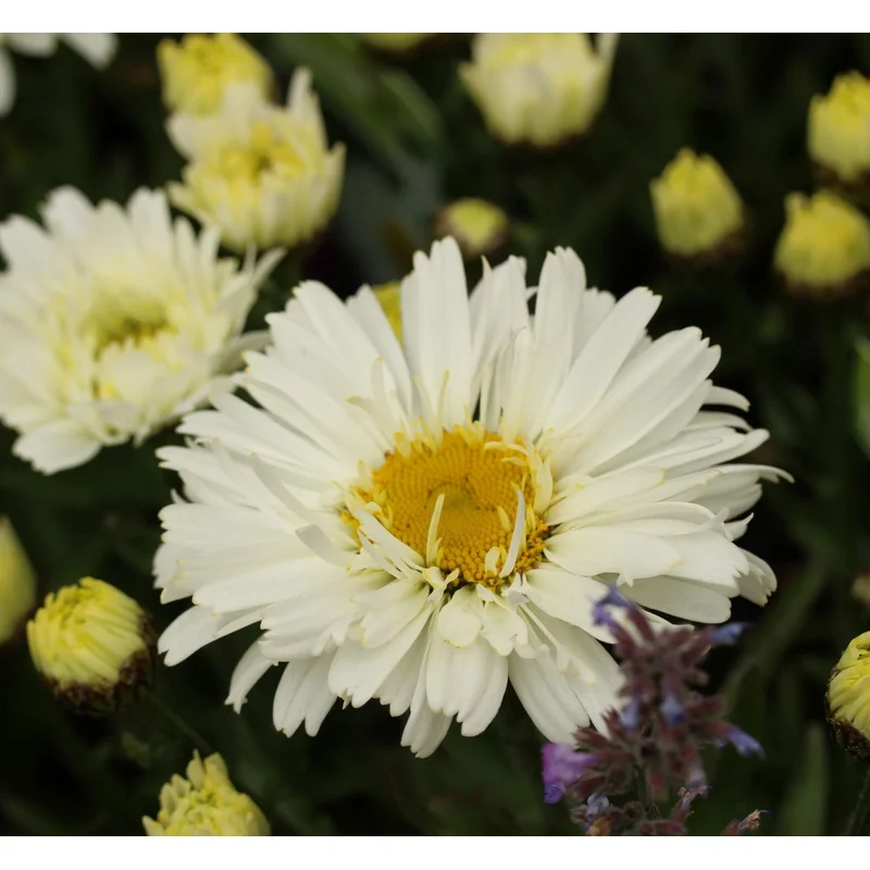 LeucanthemumFreak