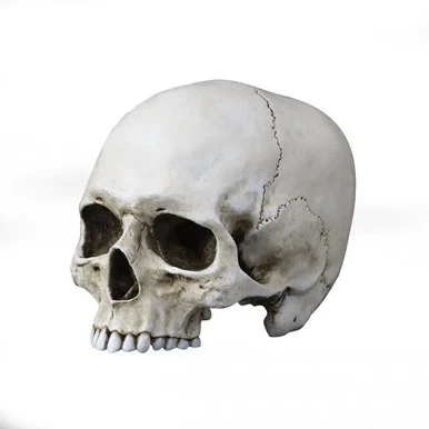 Life Size Jawless Human Skull