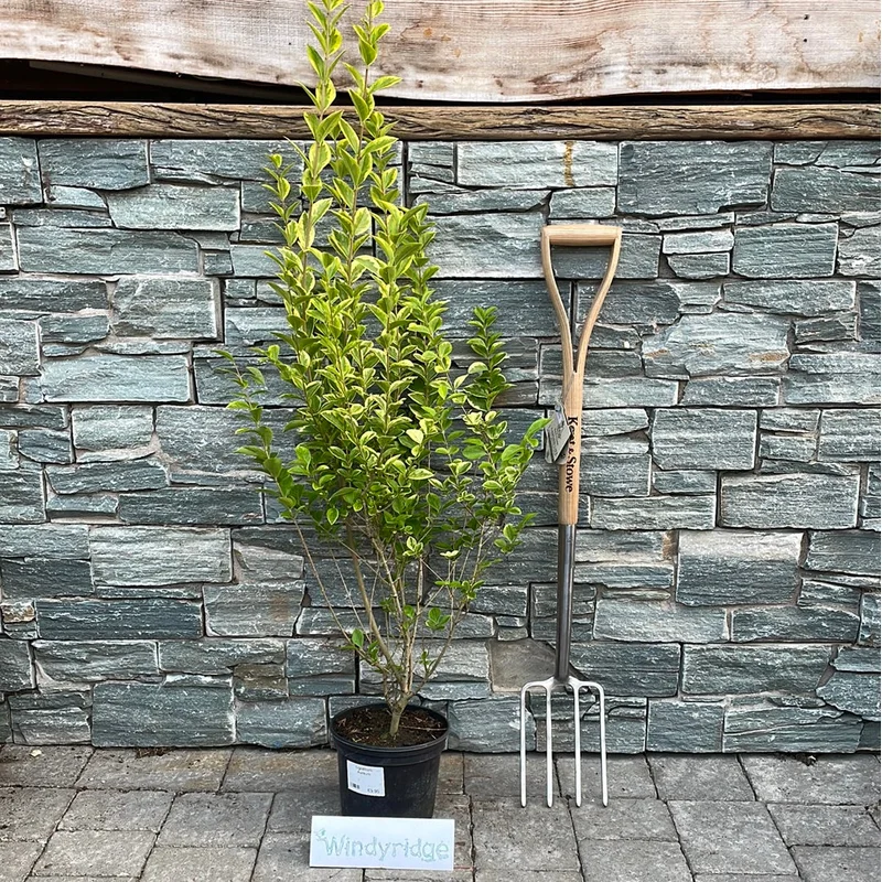 Ligustrum Aureum