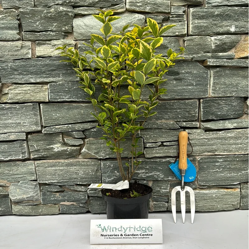 Ligustrum oval. Aureum