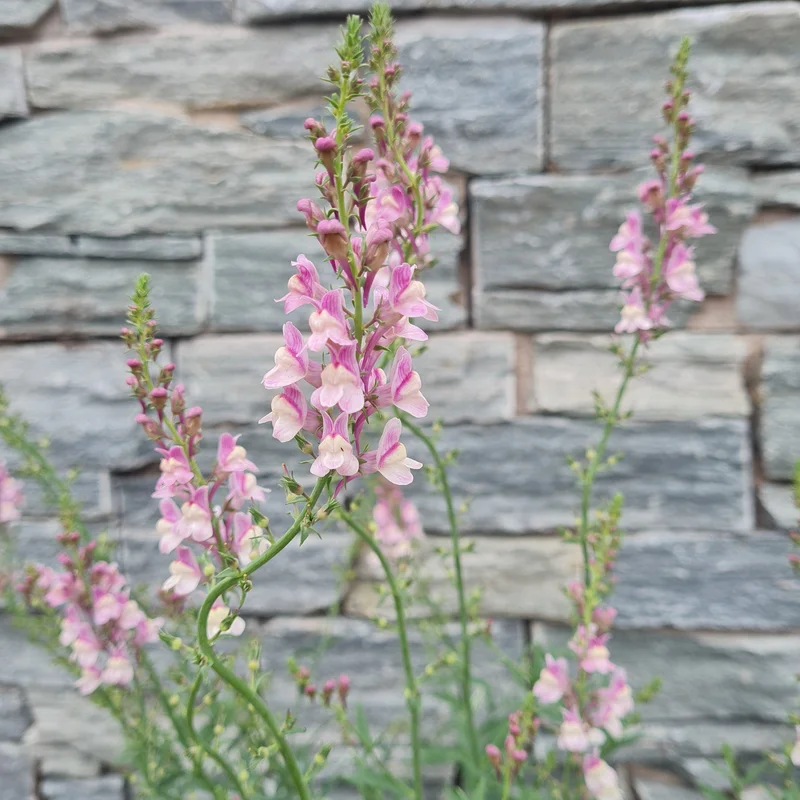 LINARIA purp. Dial Park 3L