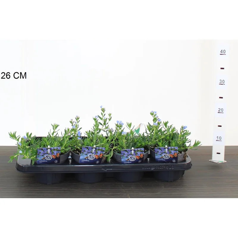 Lithodora diffusa