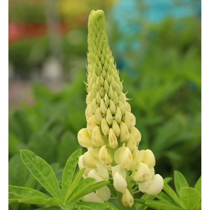 LUPINUS Polar Princess