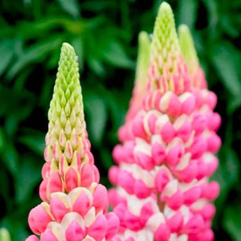 LUPINUS Rachel de Thame