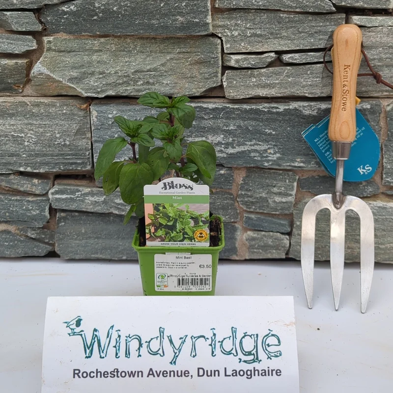 Mint Basil 9cm