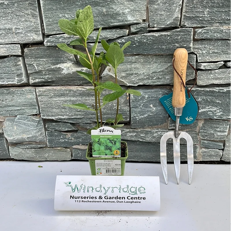 Mint Garden 9cm