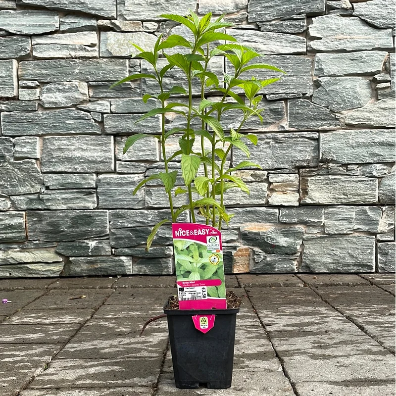 Mint Swiss Spearmint