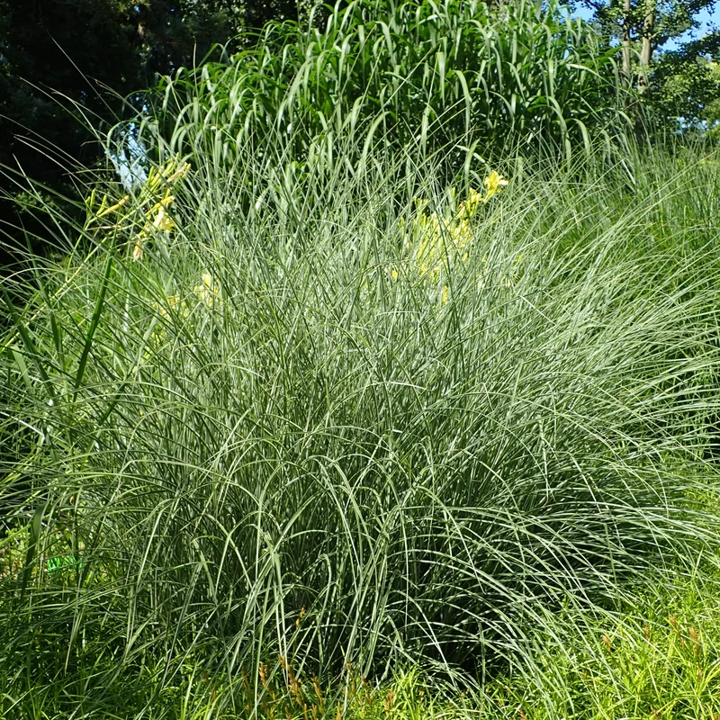 Miscanthus sin. Morning Light2L, square pot