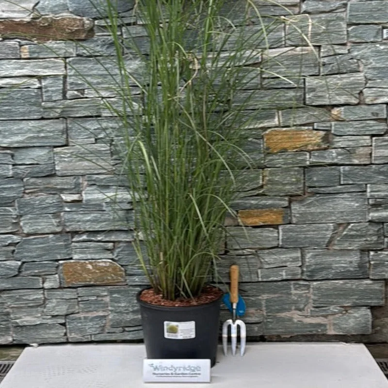 MISCANTHUS sine. Gracillimus