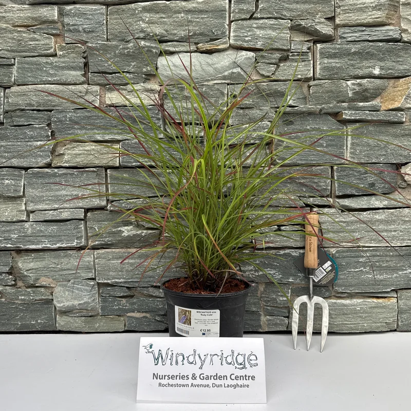 MISCANTHUS sine. Ruby Cutie