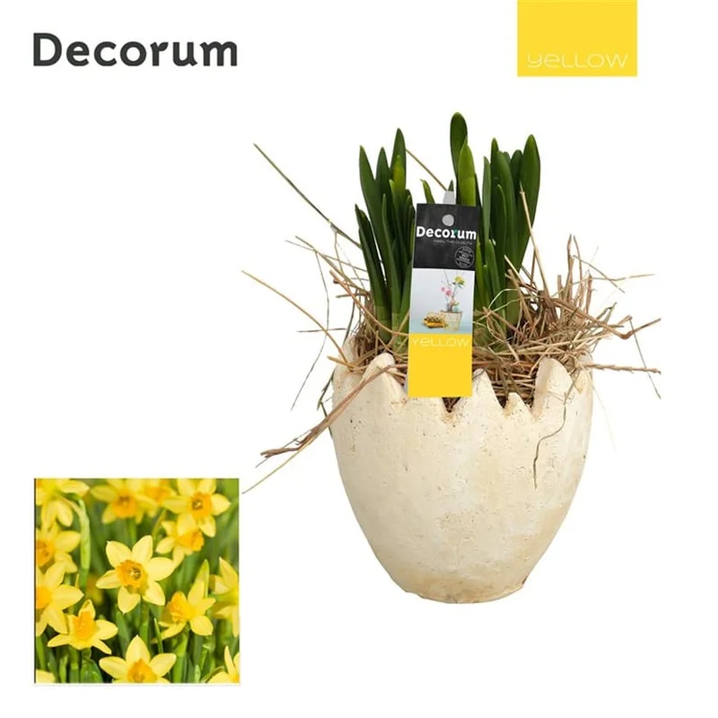Narcissus arrangement12 cm egg-shell pot