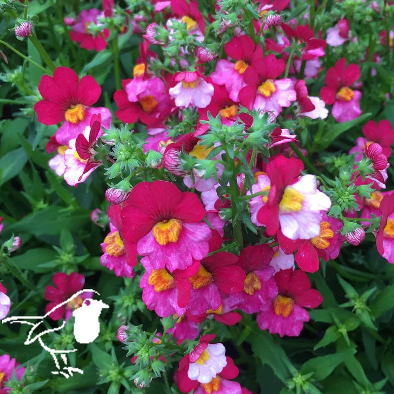 Nemesia Berry Delight