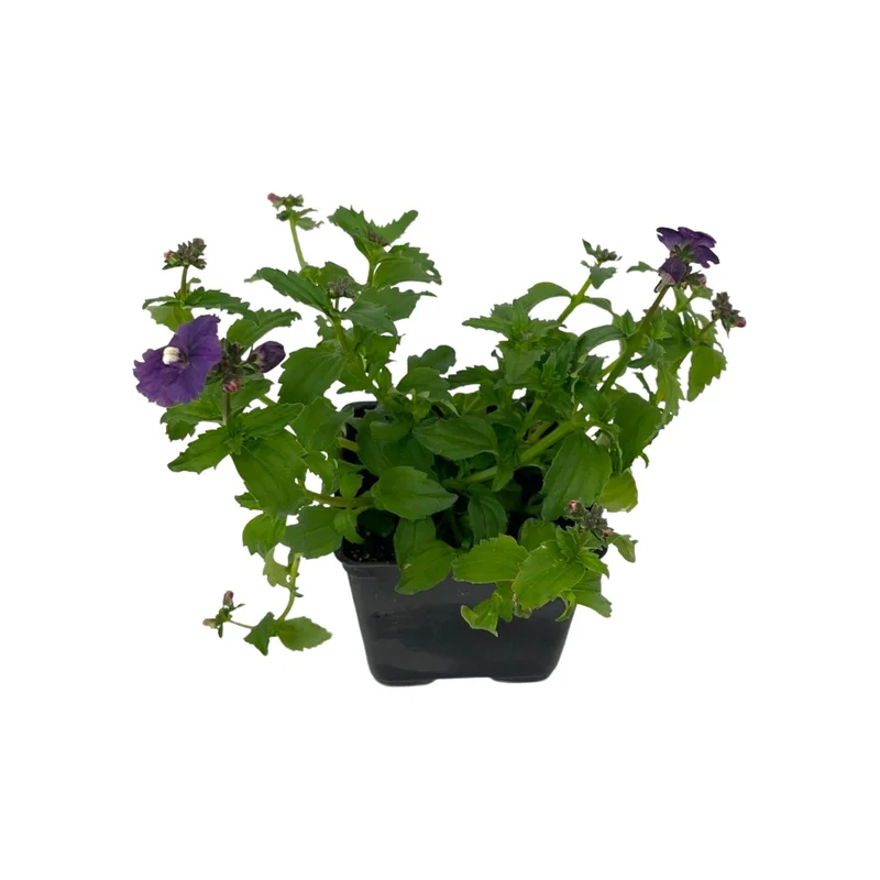 Nemesia nesia ‘Denim’