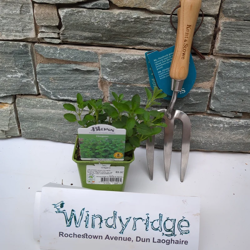 Oregano 9cm