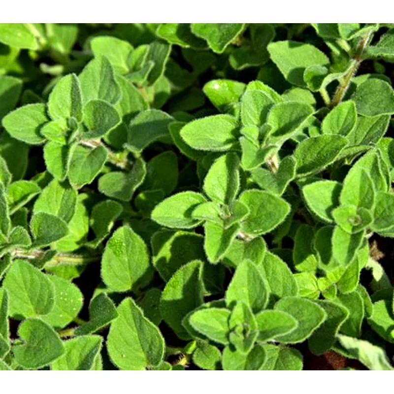 Oregano Hot n Spicy