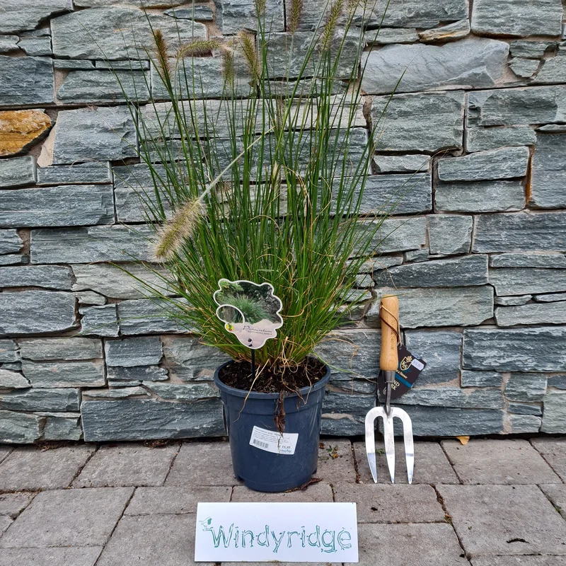 Pennisetum alop. Hameln3 Ltr pot