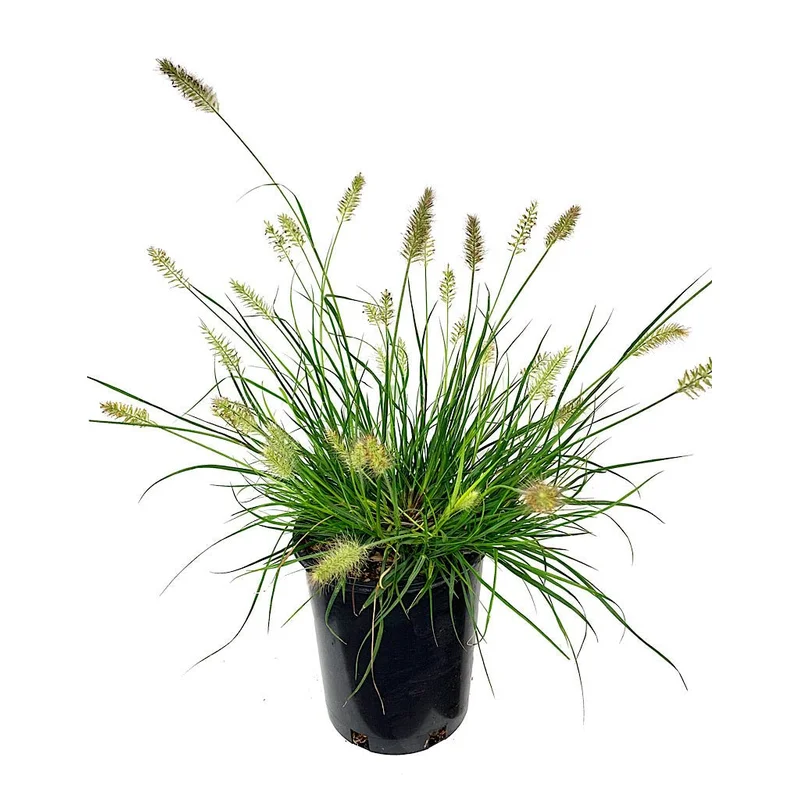 Pennisetum ‘Little Bunny’