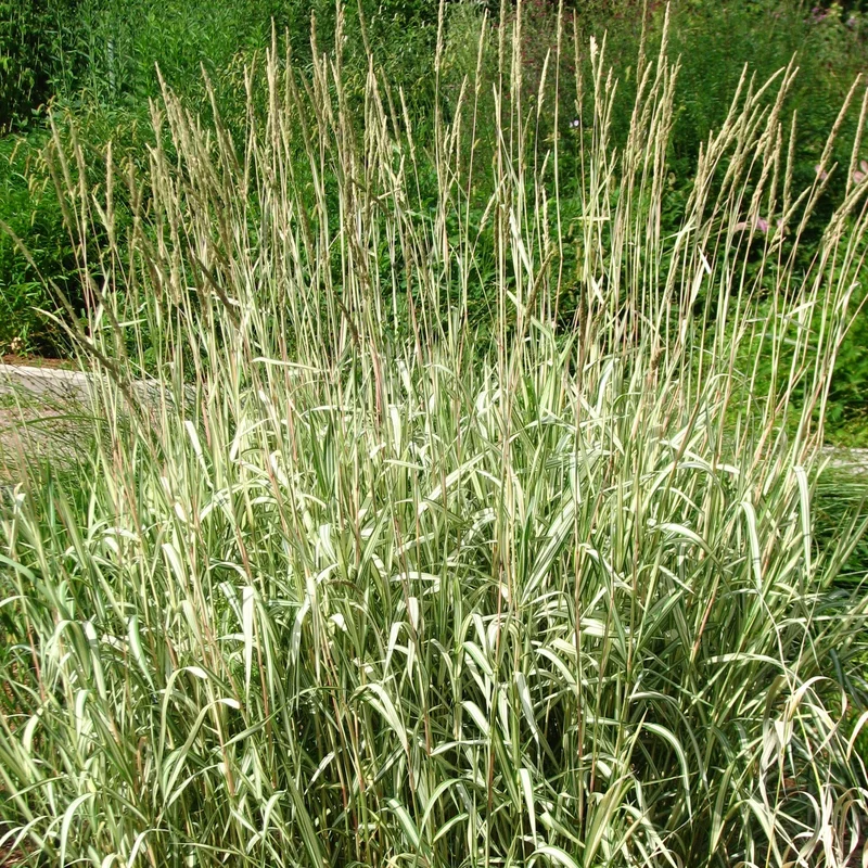 Phalaris arund. PictaP9