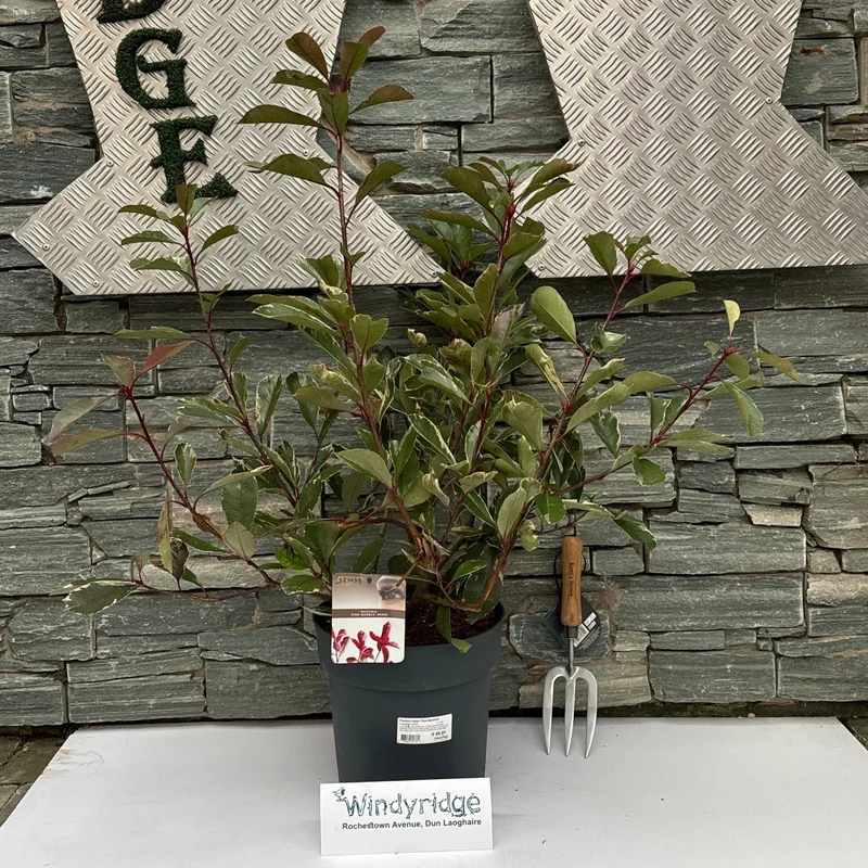 Photinia fraseri Pink Marble10 Ltr pot
