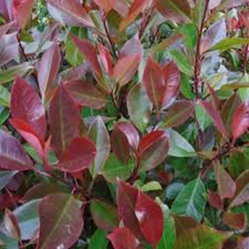 PHOTINIA SERR. CORALLO CLT 45 H 150 – 175 CM
