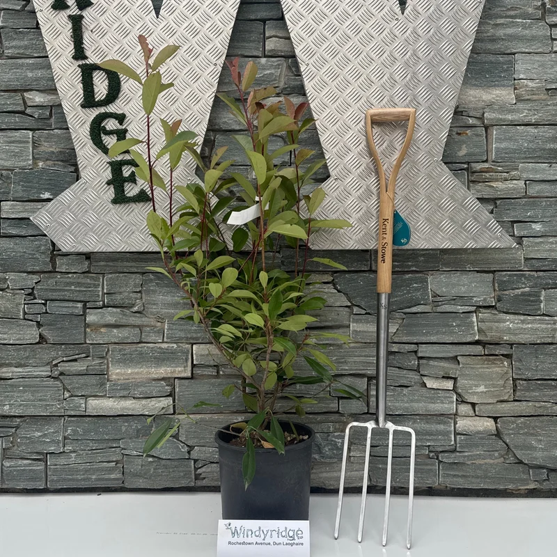 PHOTINIA SERR. RED ROBIN CLT 10 H80 – 100 CM